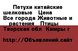 Петухи китайские шелковые › Цена ­ 1 000 - Все города Животные и растения » Птицы   . Тверская обл.,Кимры г.